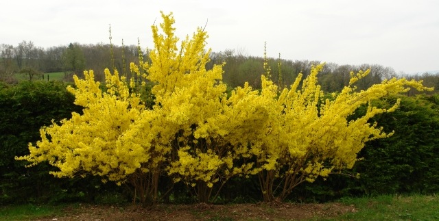 Forsythia ker žltý jarný rez