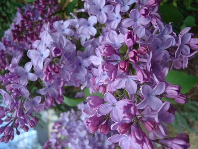 orgován ker jarná rez záhrada