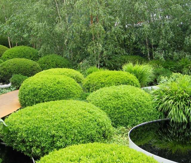 buxus ker rez jarné gule kamene záhrada