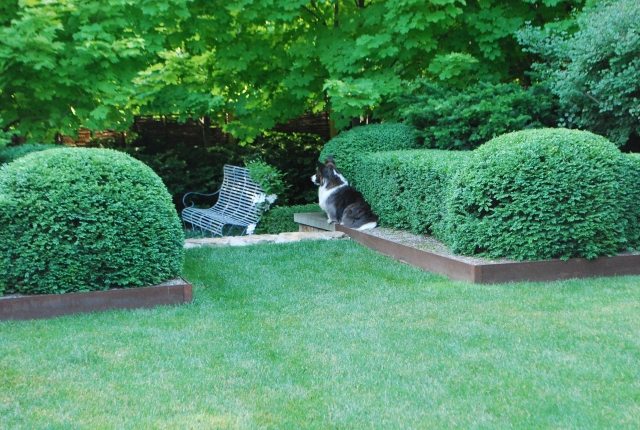 Tvary boxových živých plotov strihajú jarné záhradné gule