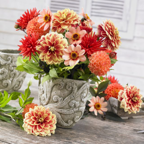 kytice dahlia kvety šperky stôl-slávnostné ozdobiť