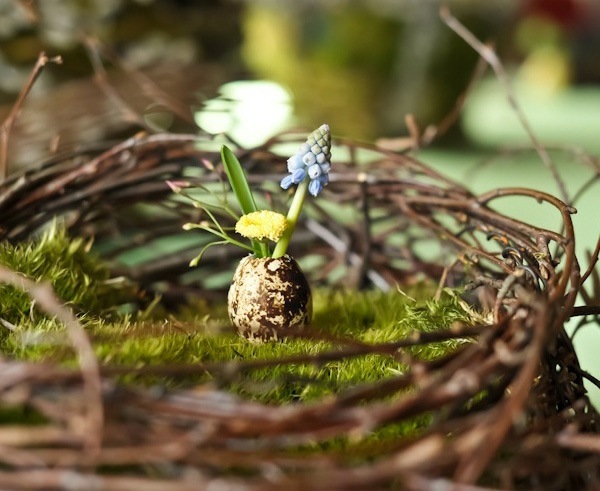 Vaječné škrupiny z deco hniezdočka z trávy