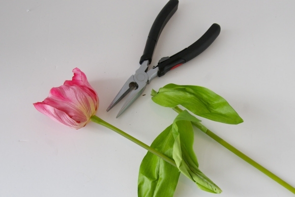 rezané tulipány na výrobu dverného venca