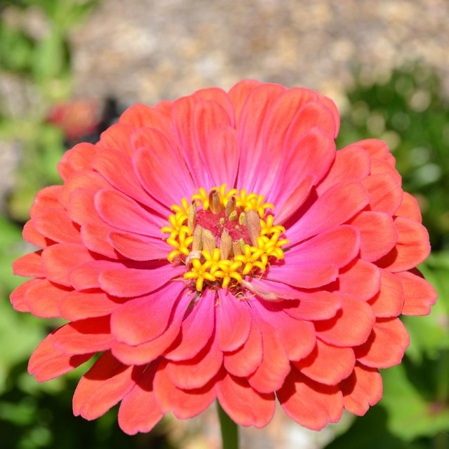 užitočné tipy sami zdobenie rastlín zachovanie ružovej farby