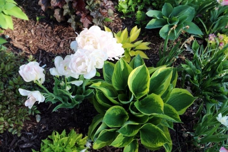 funkien-hosta-variety-types-garden-hosta-tulipán-predný dvor