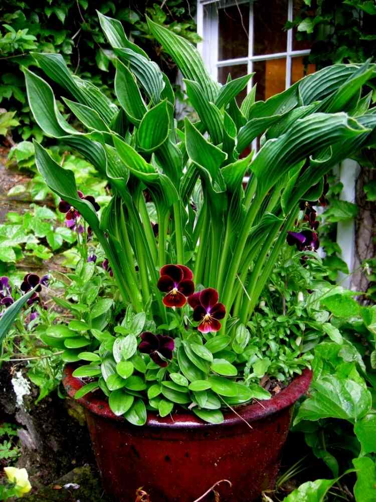 funkien-hosta-kvetinar-dom-panzy-zahradny-dom