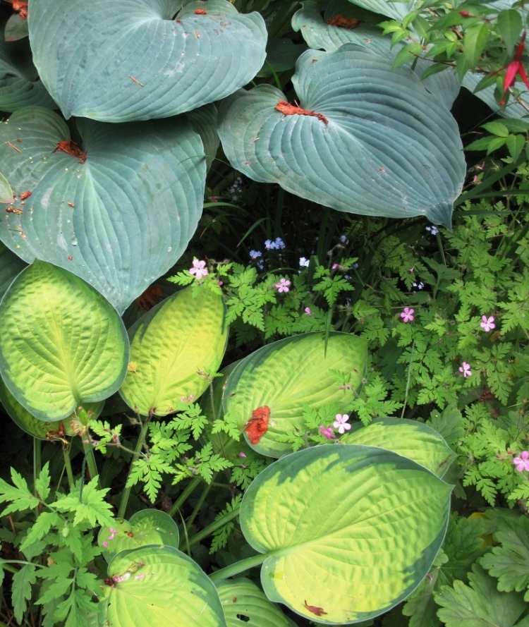 párenie funkien-hosta-druhy-záhrada-exotické-hosta