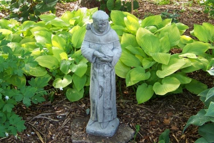 funkien-hosta-variety-types-garden-hosta-august-moon-st-francis