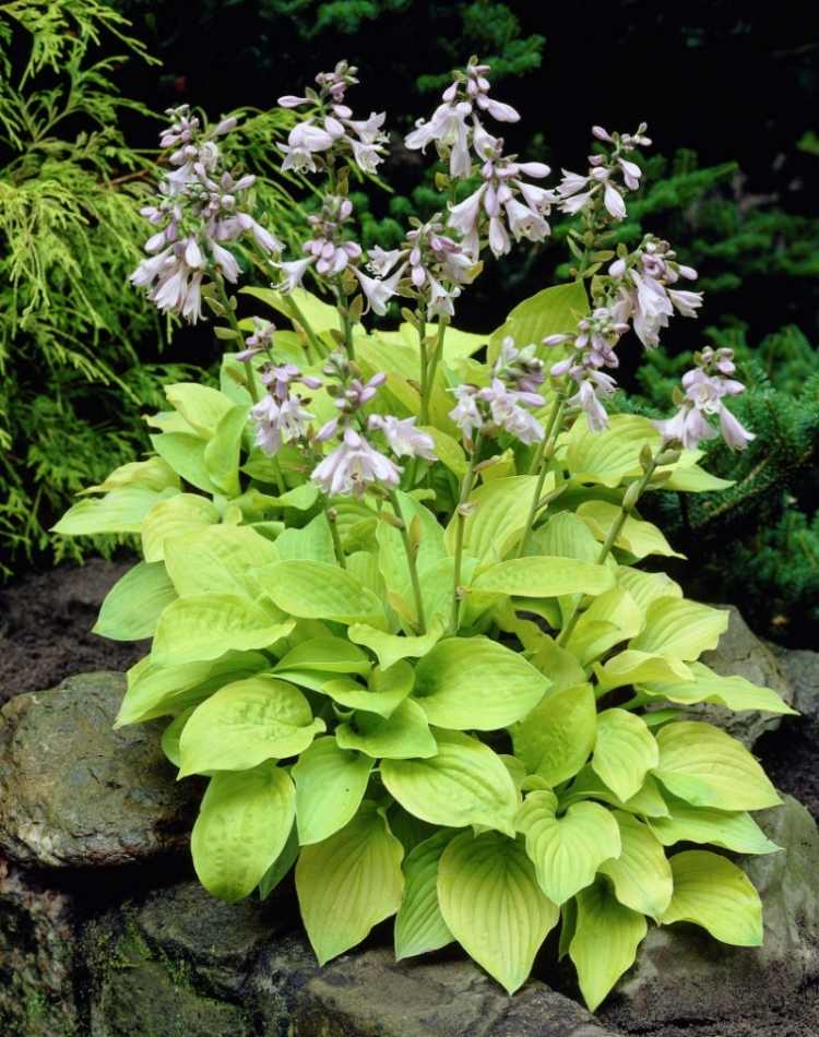funkien-hosta-variety-typy-záhrada-hosta-august-mesiac-kameň-kvitnúce