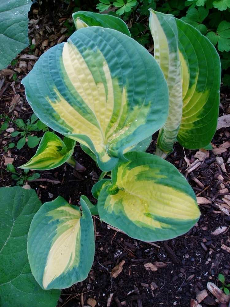 funkien-hosta-variety-typy-hosta-velke ocakavania