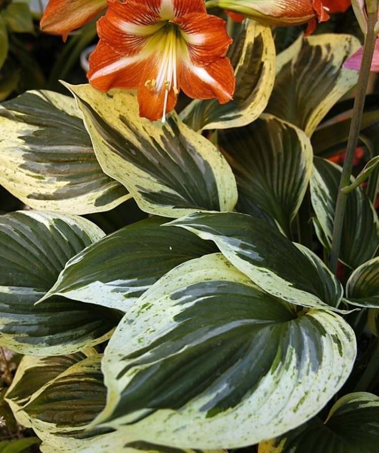 funkien-hosta-variety-types-garden-hosta-veľké-očakávania