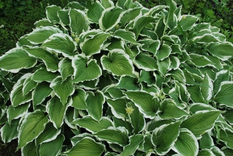 funkien-hosta-garden-trvalka-hosta-Sieboldiana-veľké-očakávania