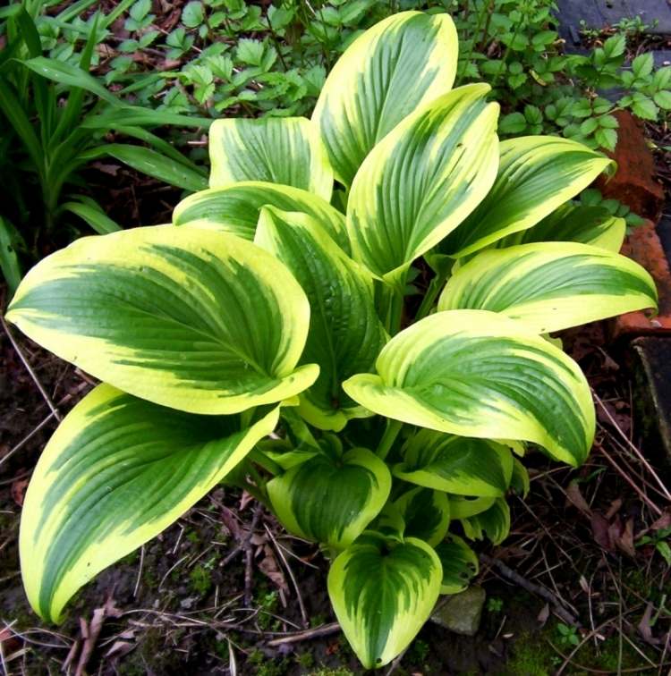 funkien-hosta-variety-druhy-zahrada-hosta-aureo-marginata