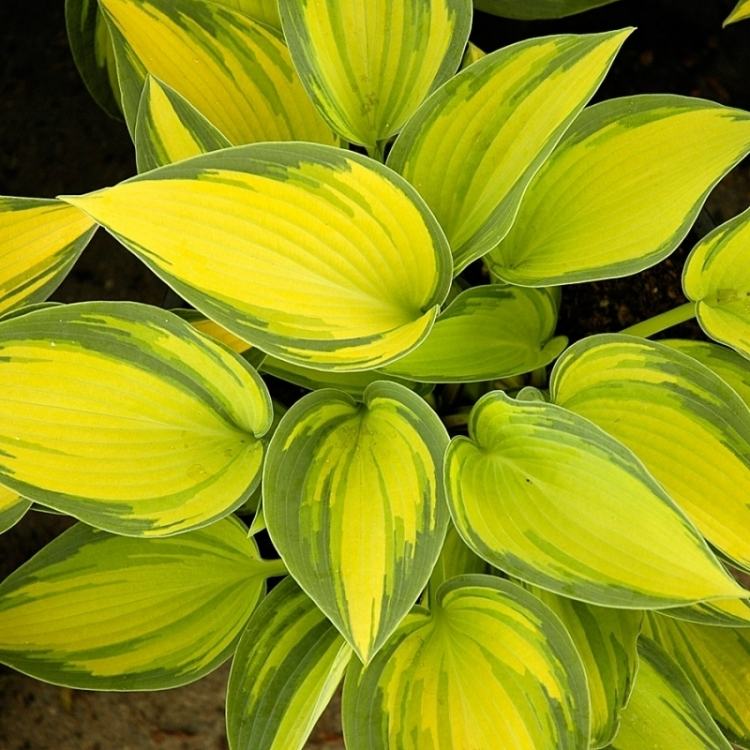 funkien-hosta-variety-typy-záhrada-hosta-júnová horúčka