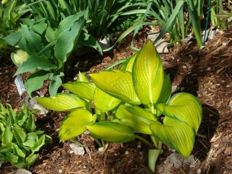 funkien-hosta-variety-typy-hosta-junova-horucka-maj