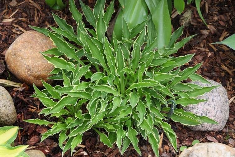 funkien-hosta-variety-types-garden-hosta-stiletto