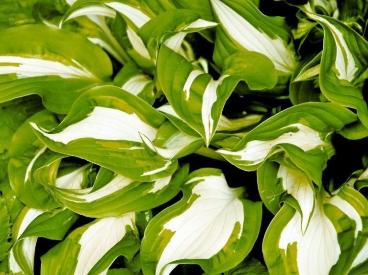 funkien-hosta-variety-types-garden-hosta-stiletto