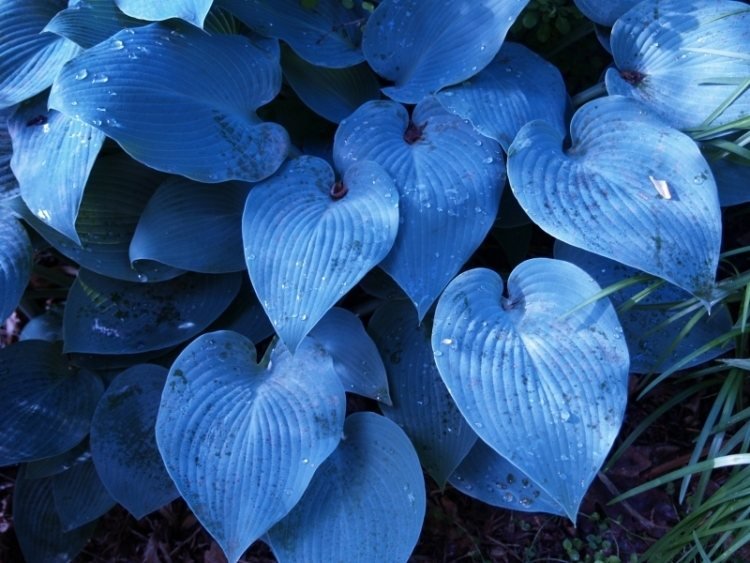 funkien-hosta-variety-typy-zahrada-hosta-halcyon