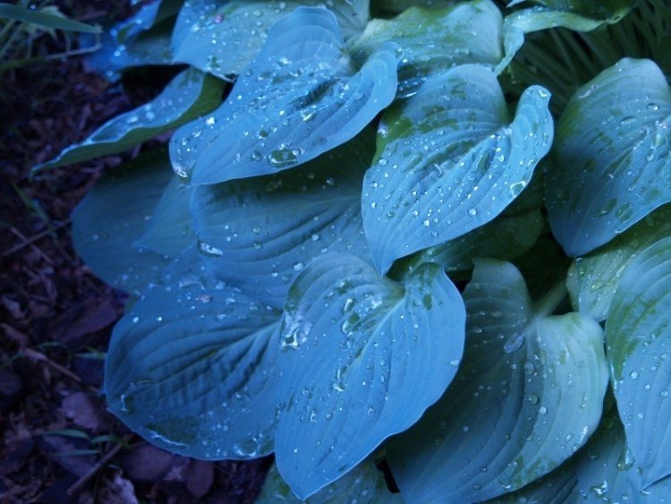 funkien-hosta-variety-typy-záhrada-hosta-halcyon-modro-zelená