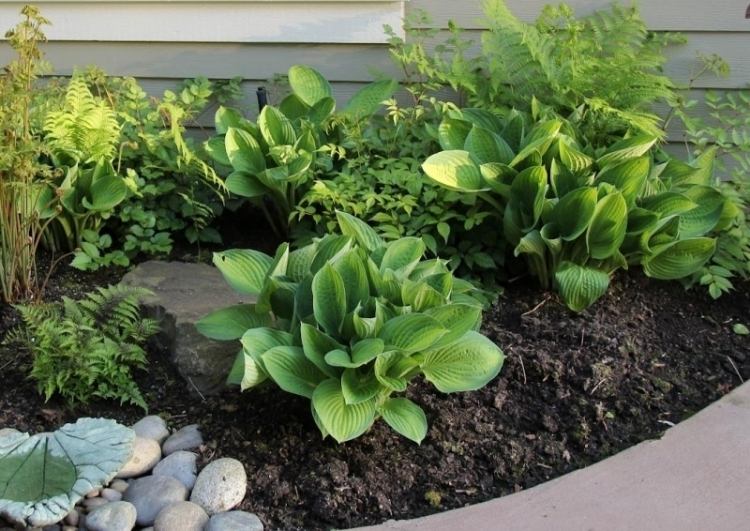 funkien-hosta-variety-druhy-záhrada-dom-tieň-rastlina