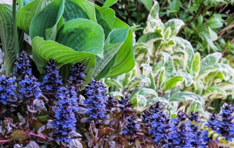 funkien-hosta-garden-may-ker-nenáročná na starostlivosť-exotika