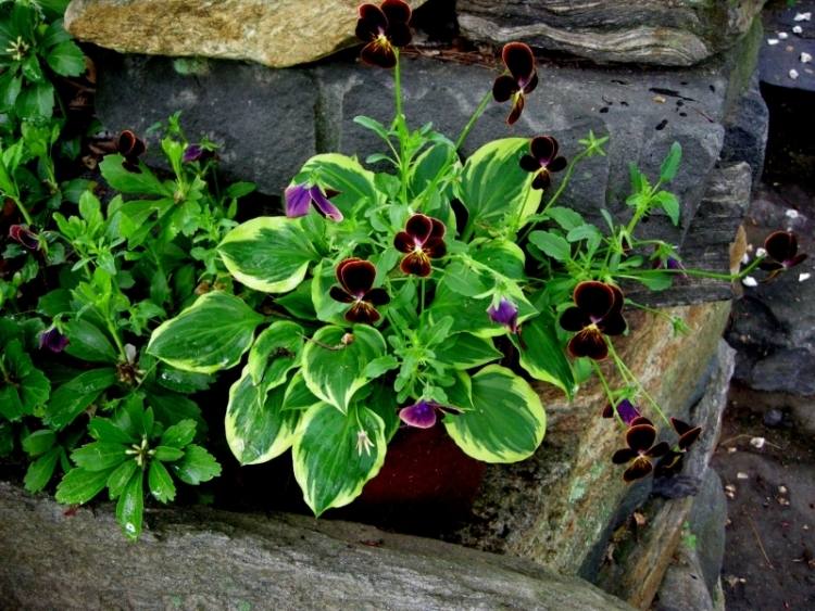 funkien-hosta-garden-maceška-rock-purpurovo-zelená