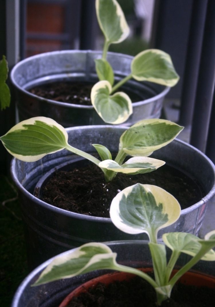 funkien-hosta-rastliny-kvetináč-balkón-malý