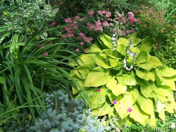 funkien-hosta-variety-types-garden-hosta-august-mesiac-slnko-tieň