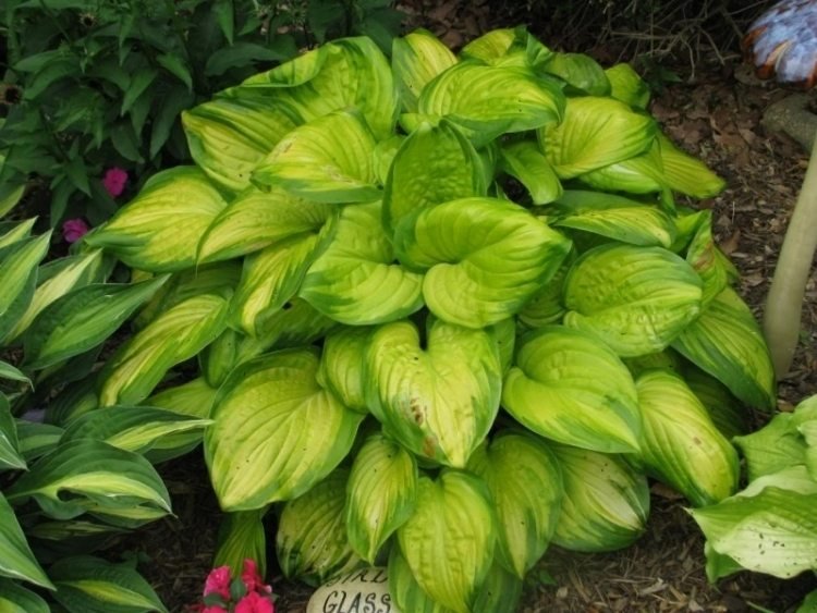 funkien-hosta-august-mesiac-záhradná výsadba-exotický