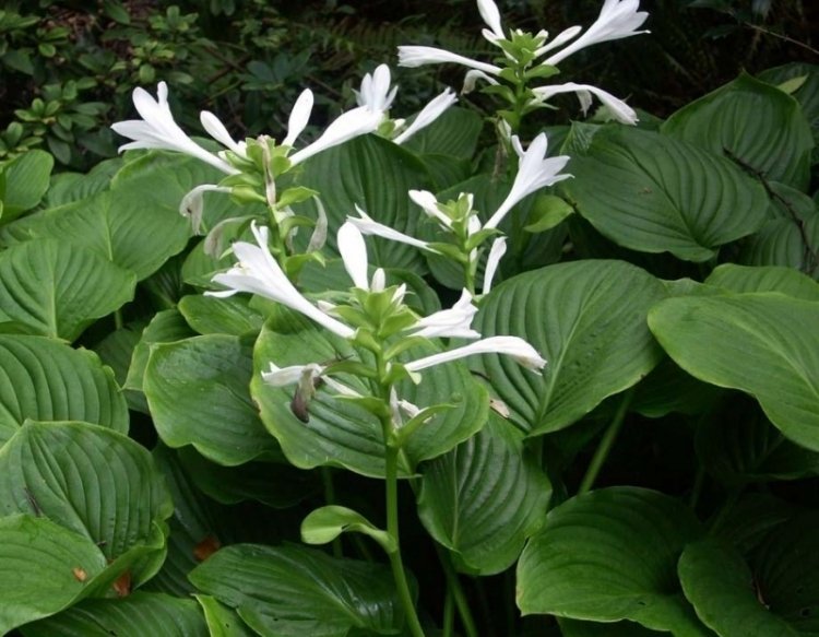 funkien-hosta-variety-druhy-hosta-plantaginea-bluehen-prales-biely