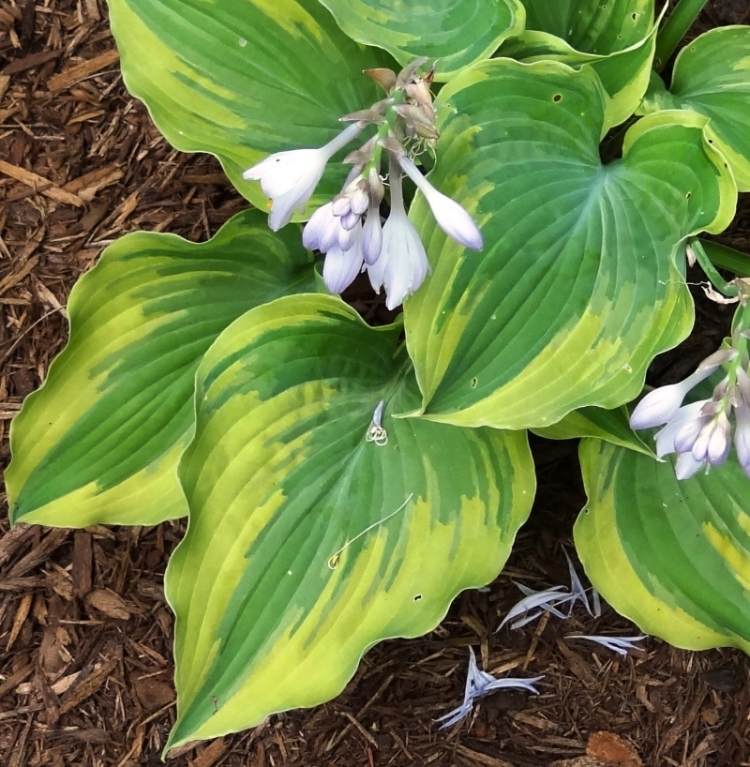 funkien-hosta-jednoducha-starostlivost-impozantna-bielo-modra-velka