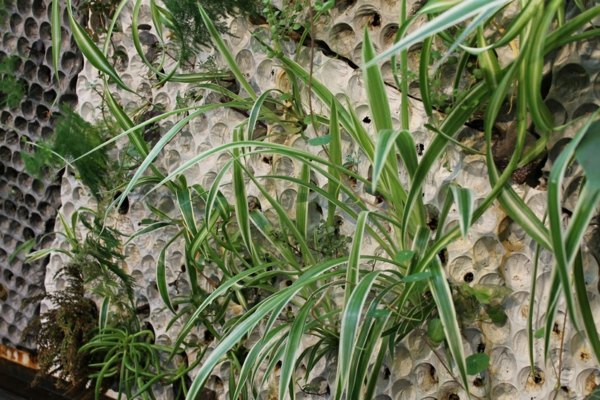 Rastlinné kvetináče sú štýlovo obmedzené