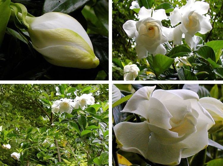 Gardenia tipy na starostlivosť o záhradu biele kvety svieža zelená tropická rastlina