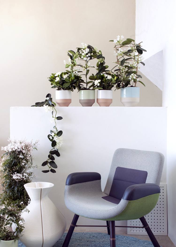 Gardenia tipy pre starostlivosť o záhradu jasnejšie umiestnenie izbová rastlina vlhkosť