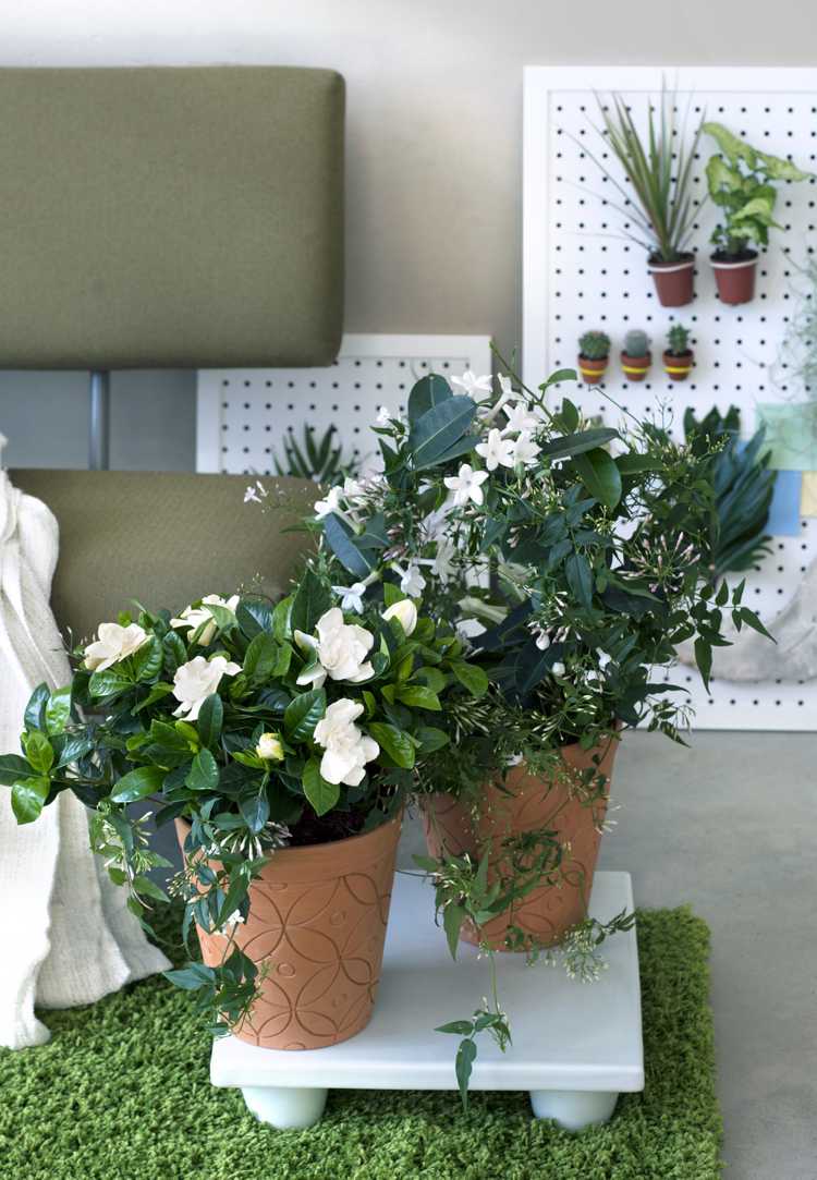 Gardenia tipy na starostlivosť o záhradník izbová rastlina krásna