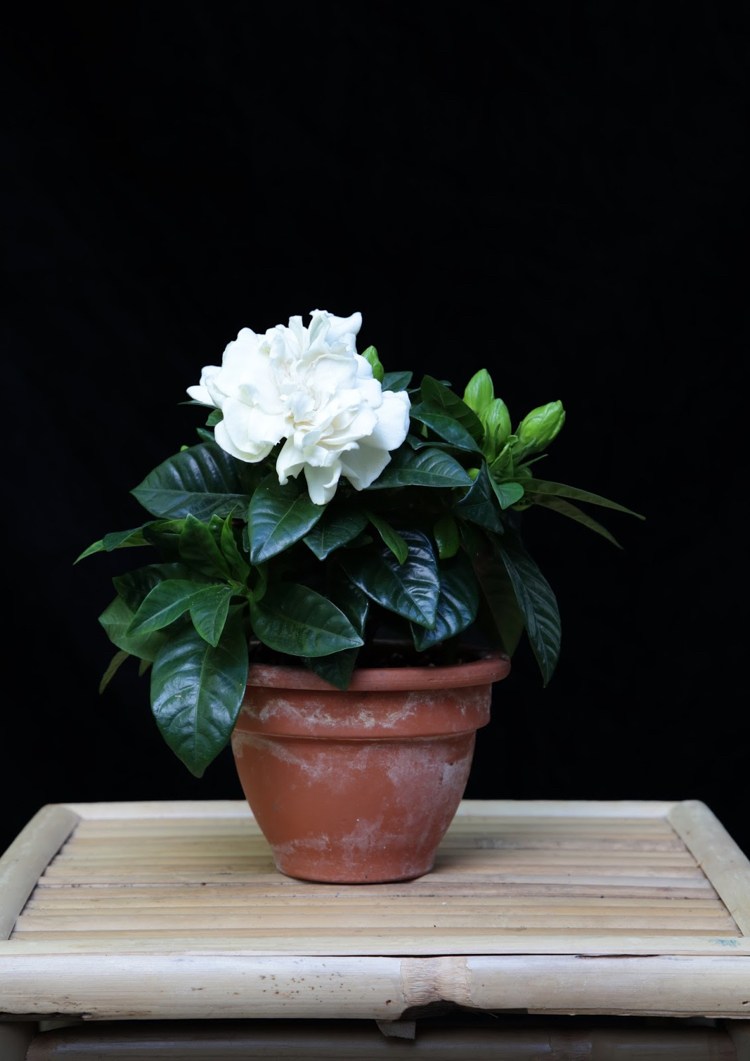 Tipy na starostlivosť o záhradu Gardenia záhradnícka rastlina s vôňou jazmínu