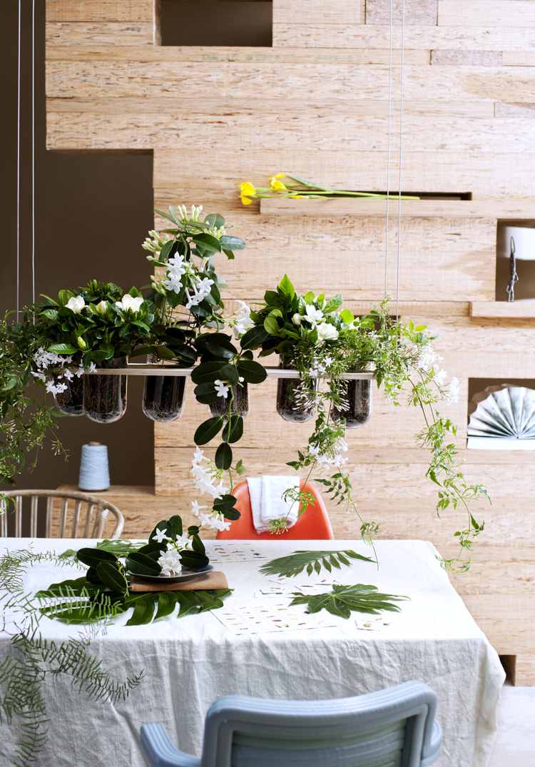 Gardenia tipy na starostlivosť o záhradu množia odrezky na jar