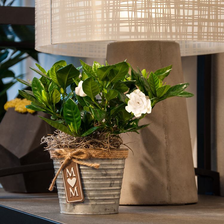 Gardenia tipy na starostlivosť o záhradnú izbovú rastlinu krásna očarujúca vôňa