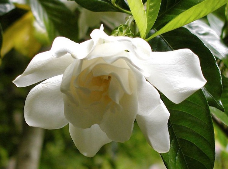 Gardenia tipy na starostlivosť o záhradu biela tropická rastlina voňavá