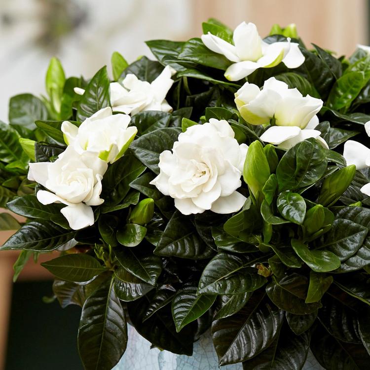 Gardenia tipy na starostlivosť záhradný ker biele kvety voňavé