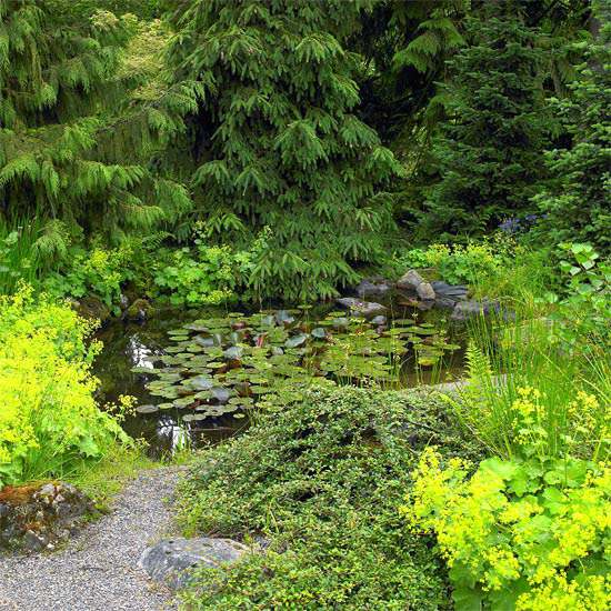 Jazierková vodná záhrada-prírodná