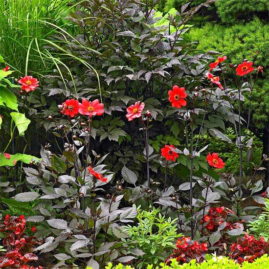 červené kvetinové kríky