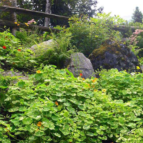 Vytvorte fotografie z prírodných záhrad