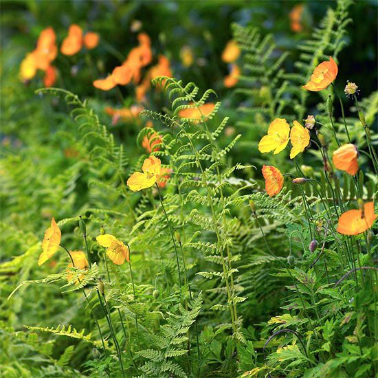 malá záhrada jarných kvetov