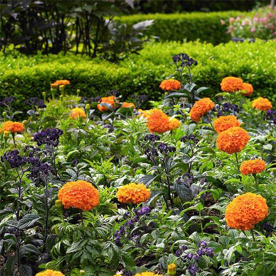 Záhradné lôžko rezané kríky