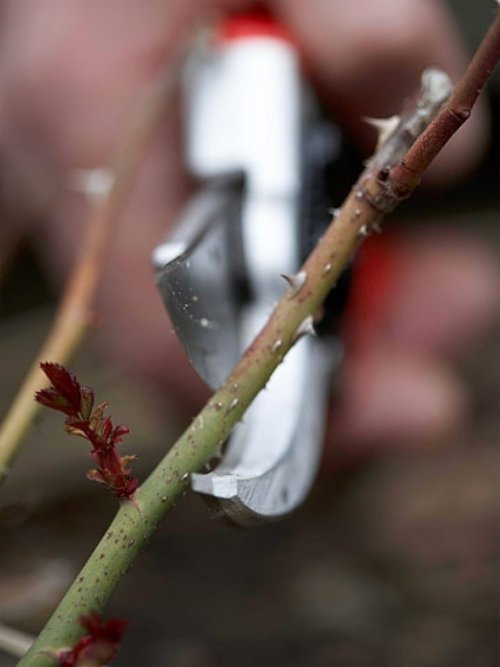 záhradníctvo tipy na záhradu odrezať tipy na záhradnícke inštrukcie na údržbu záhrady odrezané