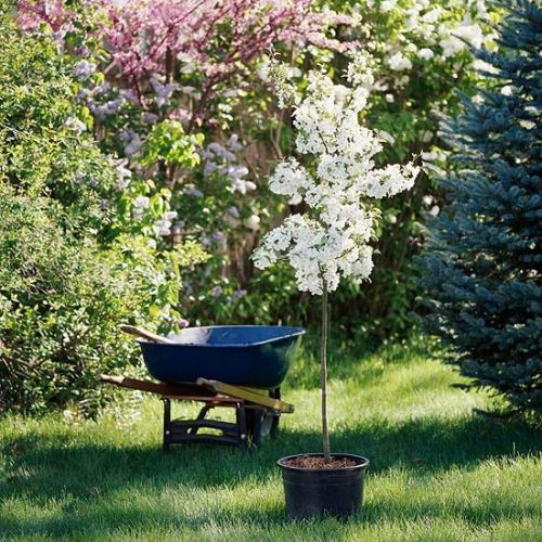 záhradnícky sprievodca tipy na údržbu záhrady jar tipy na záhradnícke rady pre jarné záhradníctvo