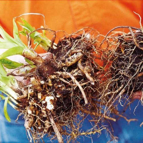 tipy na záhradníctvo pokyny k starostlivosti o záhradu výsadba záhradnícke tipy pre záhradnícku výsadbu