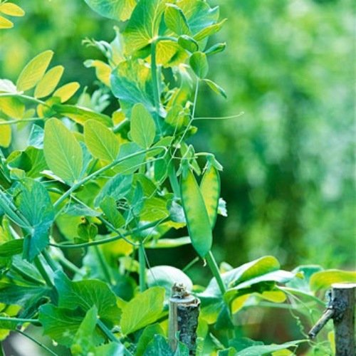 záhradníctvo tipy na údržbu záhradné listy záhradnícke tipy pre listy na údržbu záhrady