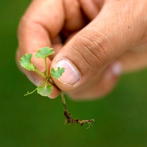 tipy na záhradu tipy na starostlivosť o záhradu koreň tipy na záhradný sprievodca pre koreň starostlivosti o záhradu